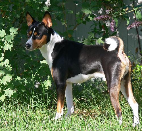 https://images.dog.ceo/breeds/basenji/n02110806_2995.jpg