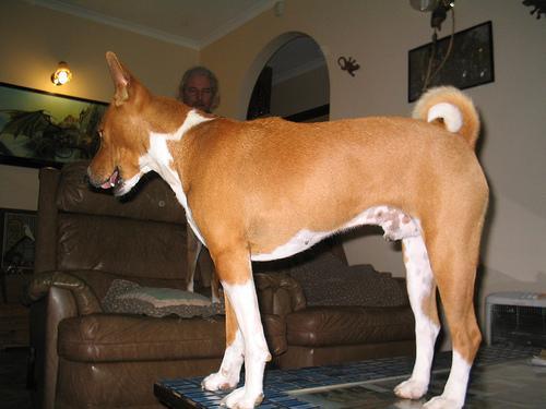 https://images.dog.ceo/breeds/basenji/n02110806_2997.jpg