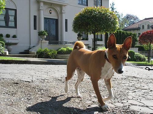 https://images.dog.ceo/breeds/basenji/n02110806_3006.jpg