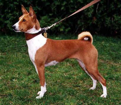 https://images.dog.ceo/breeds/basenji/n02110806_3008.jpg