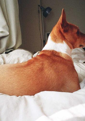 https://images.dog.ceo/breeds/basenji/n02110806_3093.jpg