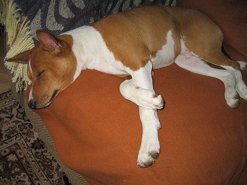 https://images.dog.ceo/breeds/basenji/n02110806_3135.jpg