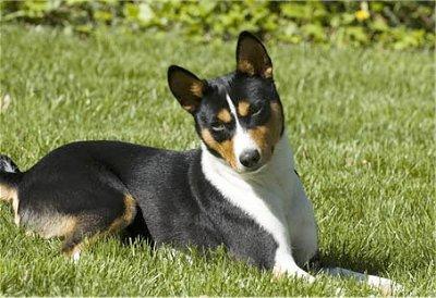 https://images.dog.ceo/breeds/basenji/n02110806_3138.jpg