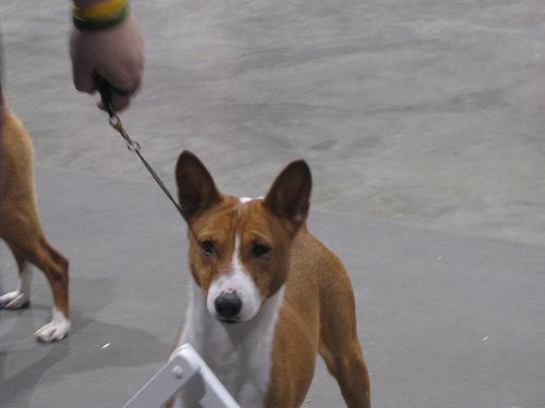 https://images.dog.ceo/breeds/basenji/n02110806_318.jpg