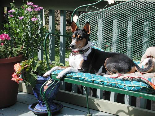 https://images.dog.ceo/breeds/basenji/n02110806_3331.jpg