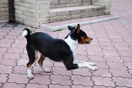 https://images.dog.ceo/breeds/basenji/n02110806_3376.jpg