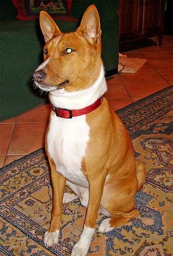 https://images.dog.ceo/breeds/basenji/n02110806_346.jpg