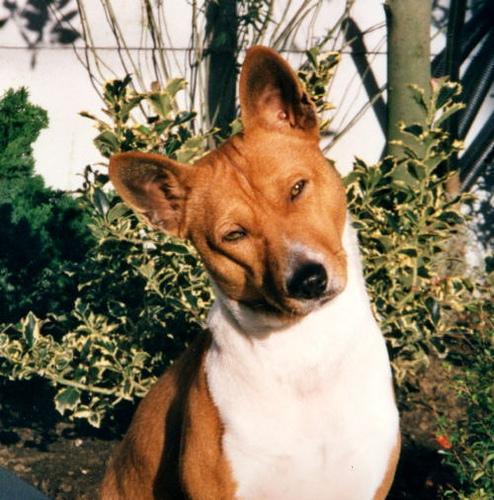 https://images.dog.ceo/breeds/basenji/n02110806_3484.jpg