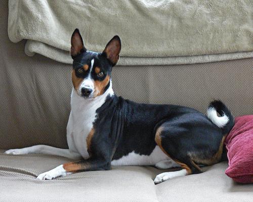 https://images.dog.ceo/breeds/basenji/n02110806_3531.jpg