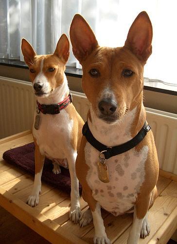 https://images.dog.ceo/breeds/basenji/n02110806_3638.jpg