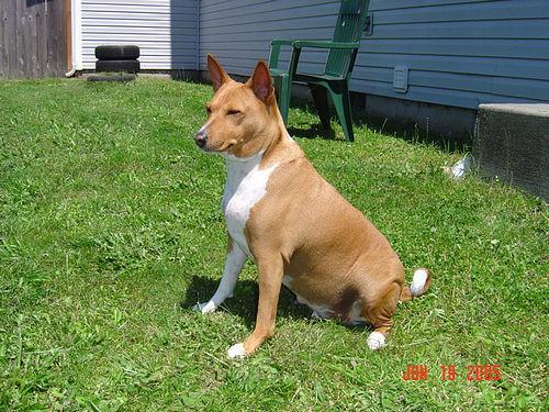 https://images.dog.ceo/breeds/basenji/n02110806_3702.jpg