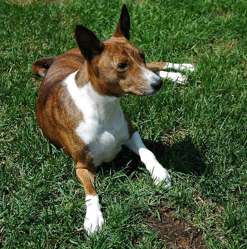 https://images.dog.ceo/breeds/basenji/n02110806_3751.jpg