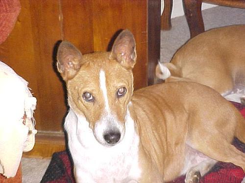 https://images.dog.ceo/breeds/basenji/n02110806_3781.jpg