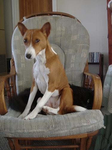 https://images.dog.ceo/breeds/basenji/n02110806_3827.jpg