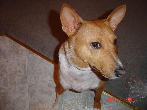 https://images.dog.ceo/breeds/basenji/n02110806_3903.jpg