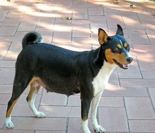 https://images.dog.ceo/breeds/basenji/n02110806_3911.jpg