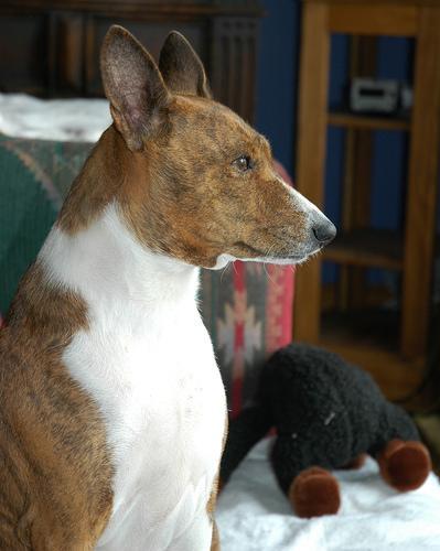 https://images.dog.ceo/breeds/basenji/n02110806_3956.jpg