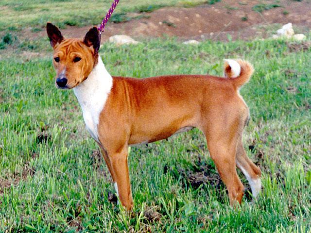 https://images.dog.ceo/breeds/basenji/n02110806_3966.jpg