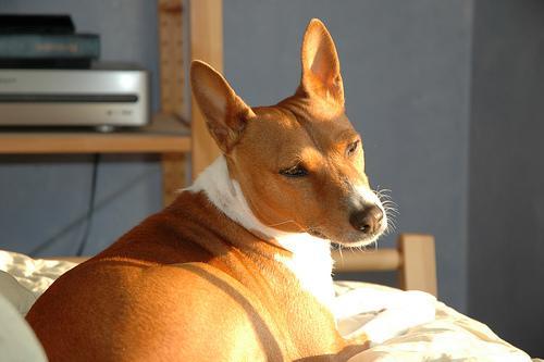 https://images.dog.ceo/breeds/basenji/n02110806_3971.jpg