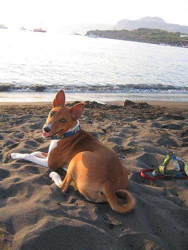 https://images.dog.ceo/breeds/basenji/n02110806_3974.jpg