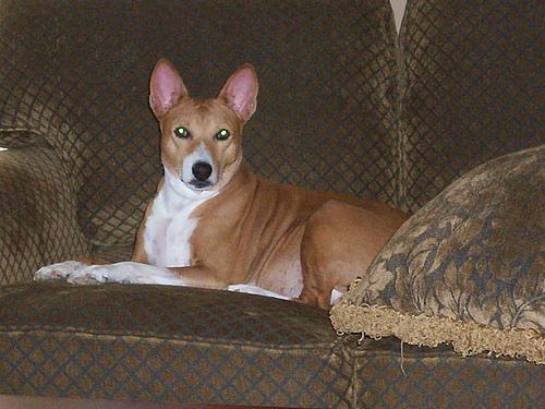 https://images.dog.ceo/breeds/basenji/n02110806_3978.jpg