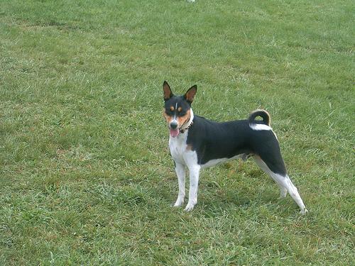 https://images.dog.ceo/breeds/basenji/n02110806_3995.jpg