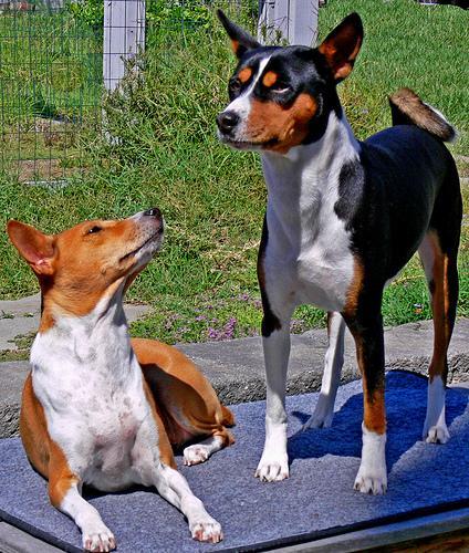 https://images.dog.ceo/breeds/basenji/n02110806_4012.jpg