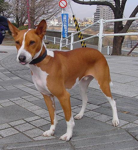 https://images.dog.ceo/breeds/basenji/n02110806_402.jpg