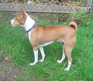 https://images.dog.ceo/breeds/basenji/n02110806_4024.jpg