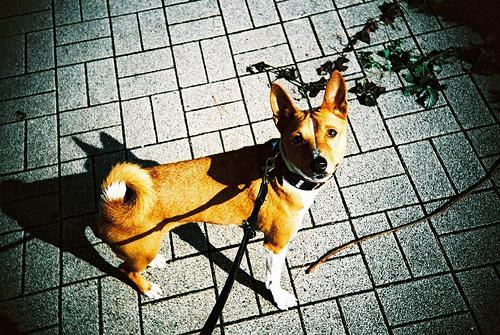 https://images.dog.ceo/breeds/basenji/n02110806_4051.jpg