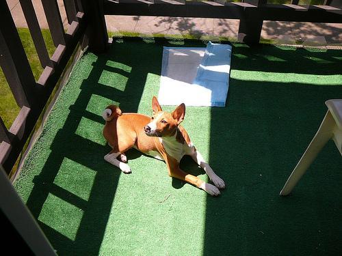 https://images.dog.ceo/breeds/basenji/n02110806_4055.jpg