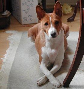 https://images.dog.ceo/breeds/basenji/n02110806_4058.jpg