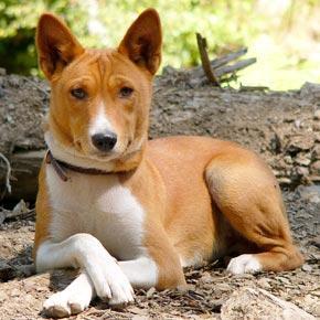 https://images.dog.ceo/breeds/basenji/n02110806_4062.jpg