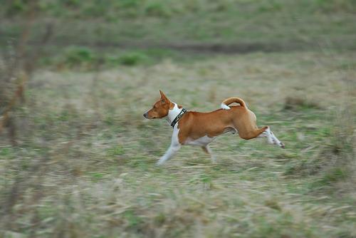 https://images.dog.ceo/breeds/basenji/n02110806_4072.jpg