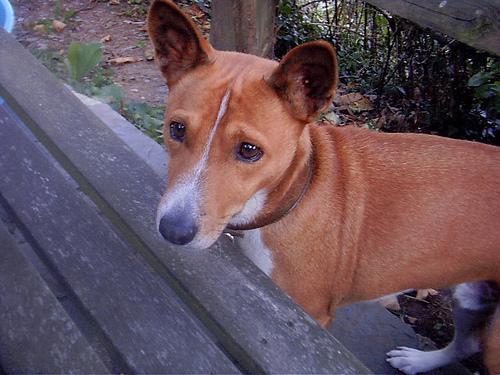 https://images.dog.ceo/breeds/basenji/n02110806_4117.jpg