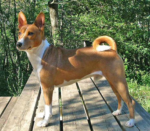 https://images.dog.ceo/breeds/basenji/n02110806_4142.jpg