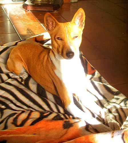 https://images.dog.ceo/breeds/basenji/n02110806_4150.jpg