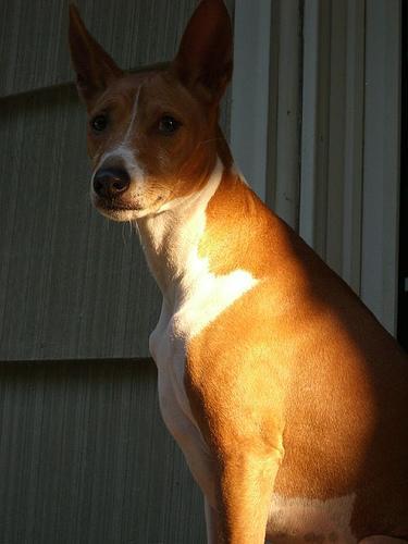 https://images.dog.ceo/breeds/basenji/n02110806_4156.jpg