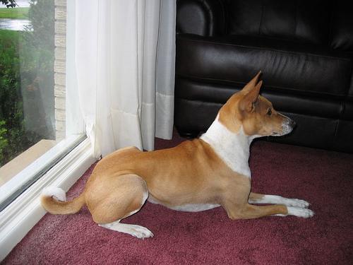 https://images.dog.ceo/breeds/basenji/n02110806_4179.jpg