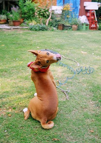 https://images.dog.ceo/breeds/basenji/n02110806_4196.jpg