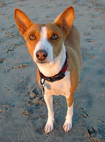 https://images.dog.ceo/breeds/basenji/n02110806_4199.jpg