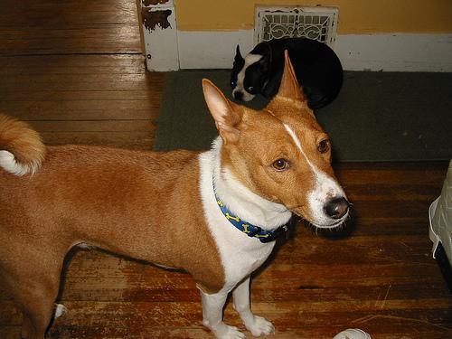 https://images.dog.ceo/breeds/basenji/n02110806_4216.jpg