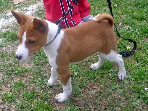 https://images.dog.ceo/breeds/basenji/n02110806_4218.jpg