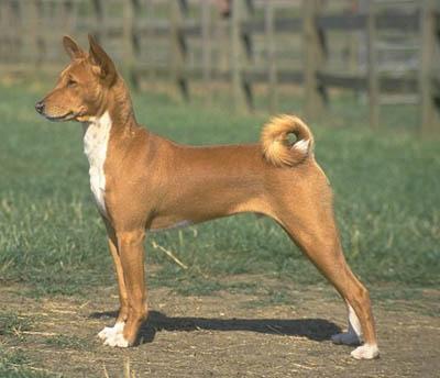 https://images.dog.ceo/breeds/basenji/n02110806_4242.jpg