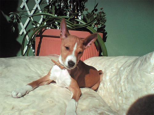 https://images.dog.ceo/breeds/basenji/n02110806_4289.jpg