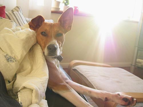 https://images.dog.ceo/breeds/basenji/n02110806_4291.jpg