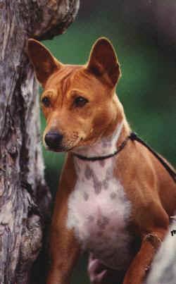 https://images.dog.ceo/breeds/basenji/n02110806_4297.jpg