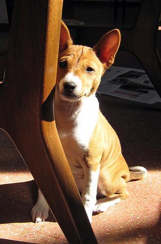 https://images.dog.ceo/breeds/basenji/n02110806_4302.jpg