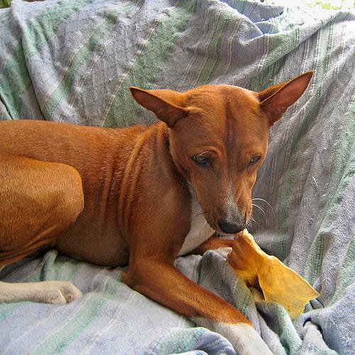 https://images.dog.ceo/breeds/basenji/n02110806_4322.jpg