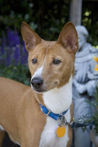 https://images.dog.ceo/breeds/basenji/n02110806_433.jpg